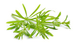 Cleavers herb - Galium aparine Dried Leaf C/S from 100% Nature (4 oz)