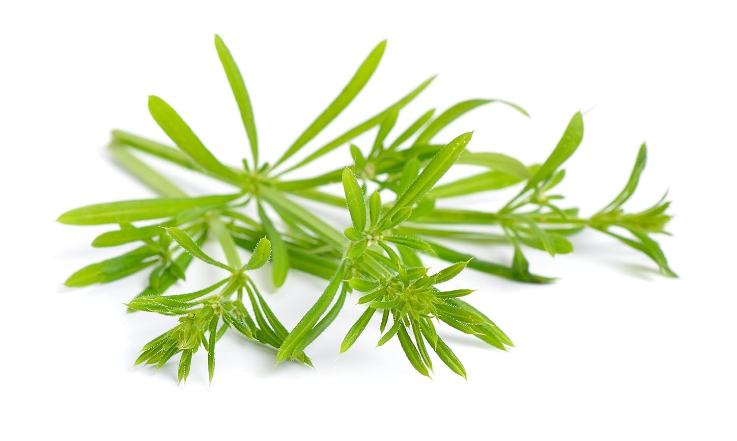 Cleavers herb - Galium aparine Dried Leaf C/S from 100% Nature (4 oz)