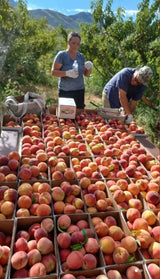 Pioneer Valley Fancy Harvest Peach Cobbler Jam