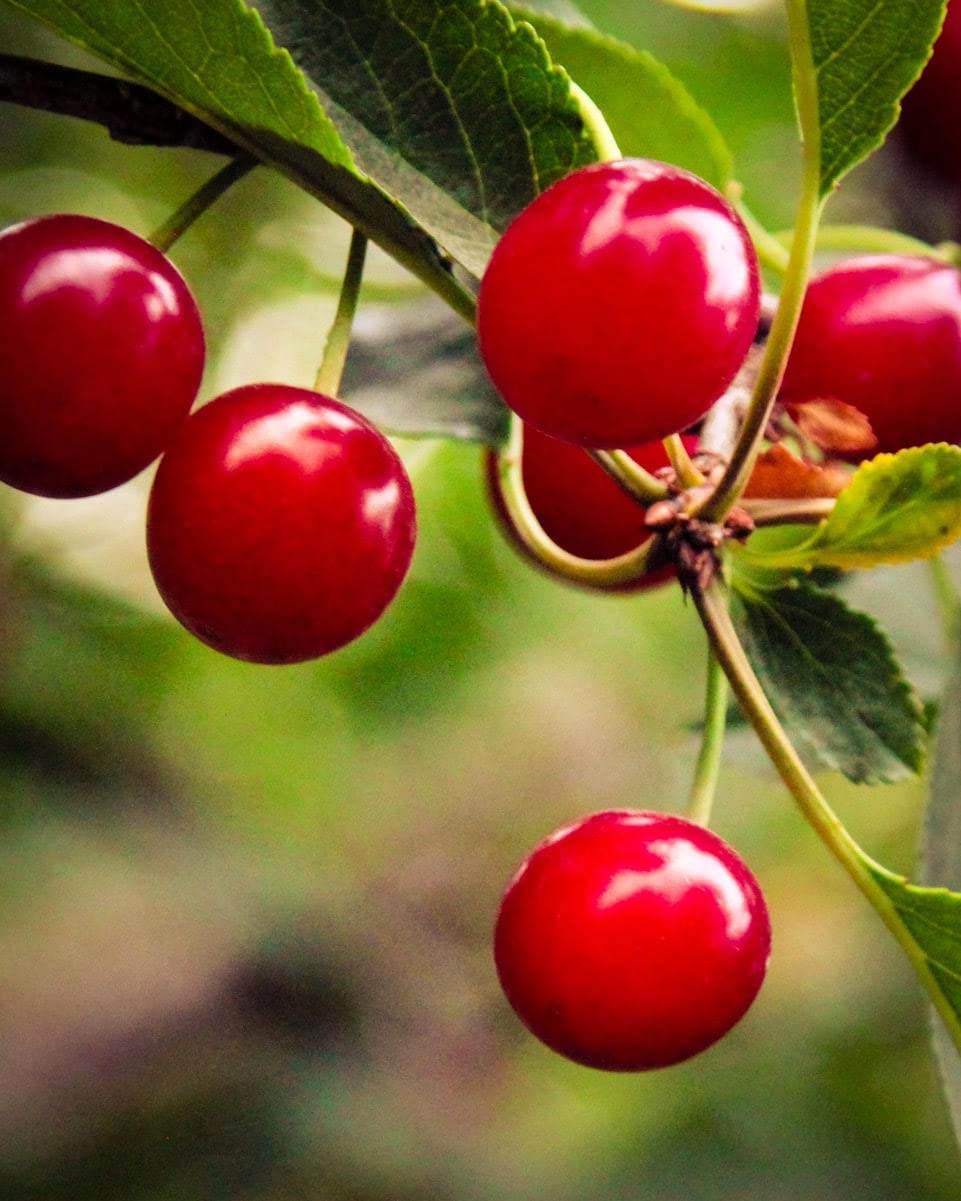 Country Spoon 100% Tart Cherry Juice (70+ Tart Cherries Per 8 oz) 12 Pack | Not from Concentrate, Single Ingredient Drink, Melatonin Rich, Healthy