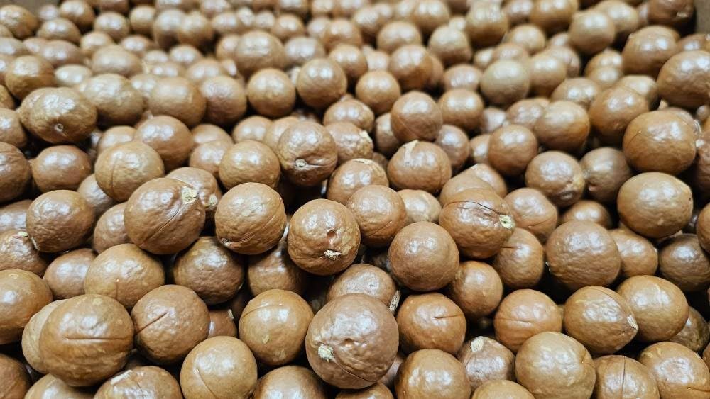 Macadamia Nuts - Raw In shell (whole) Medium size (3 LB)
