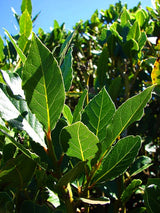 Bay Laurel Leaves