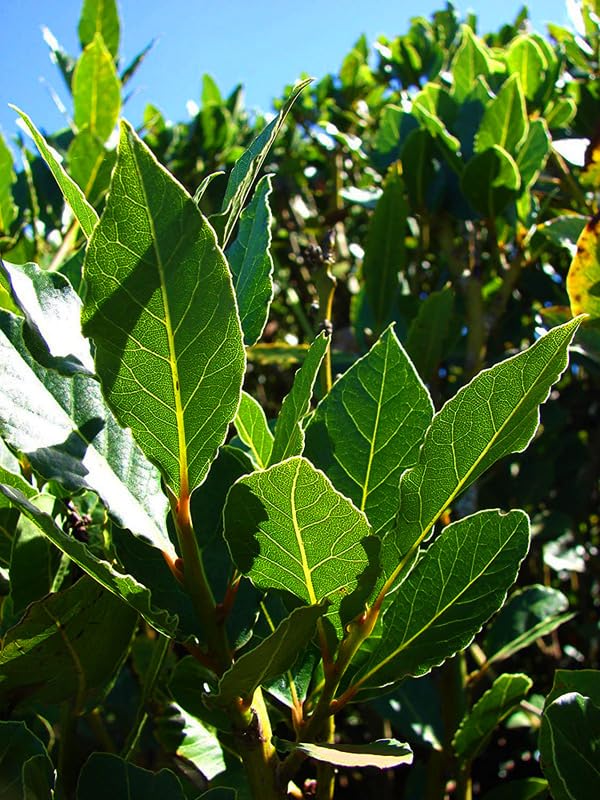 Bay Laurel Leaves