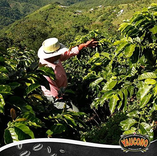 Yaucono Coffee Medium Roast Ground, Arabica, 14 Ounce (Pack of 2)