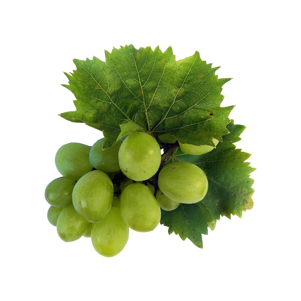 OliveNation Grape Flavoring Extract, TTB-Approved for Brewing, Baking, Fillings, Sauces, Beverages, PG Free, Non-GMO, Kosher, Vegan - 8 oz