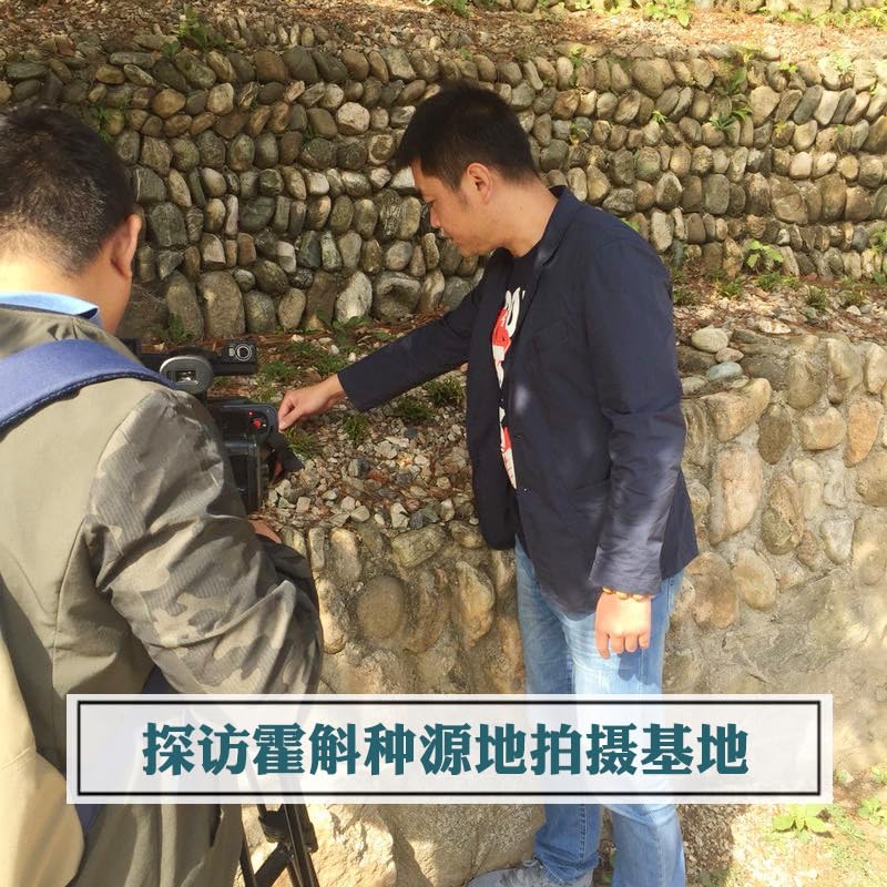 Zercumm Four-Year Birth Huoshan Dendrobium Fengdou G Anhui Imitation Wild Fresh Dendrobium Dried Slice Wholesale Tie Pi Shi Hu
