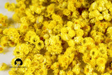 Immortelle (Helichrysum Pallasii) 1 OZ (30g) Dried Flowers Loose Herbal Tea | Wild-Harvested from the Mountains of Armenia | Naturally Sourced