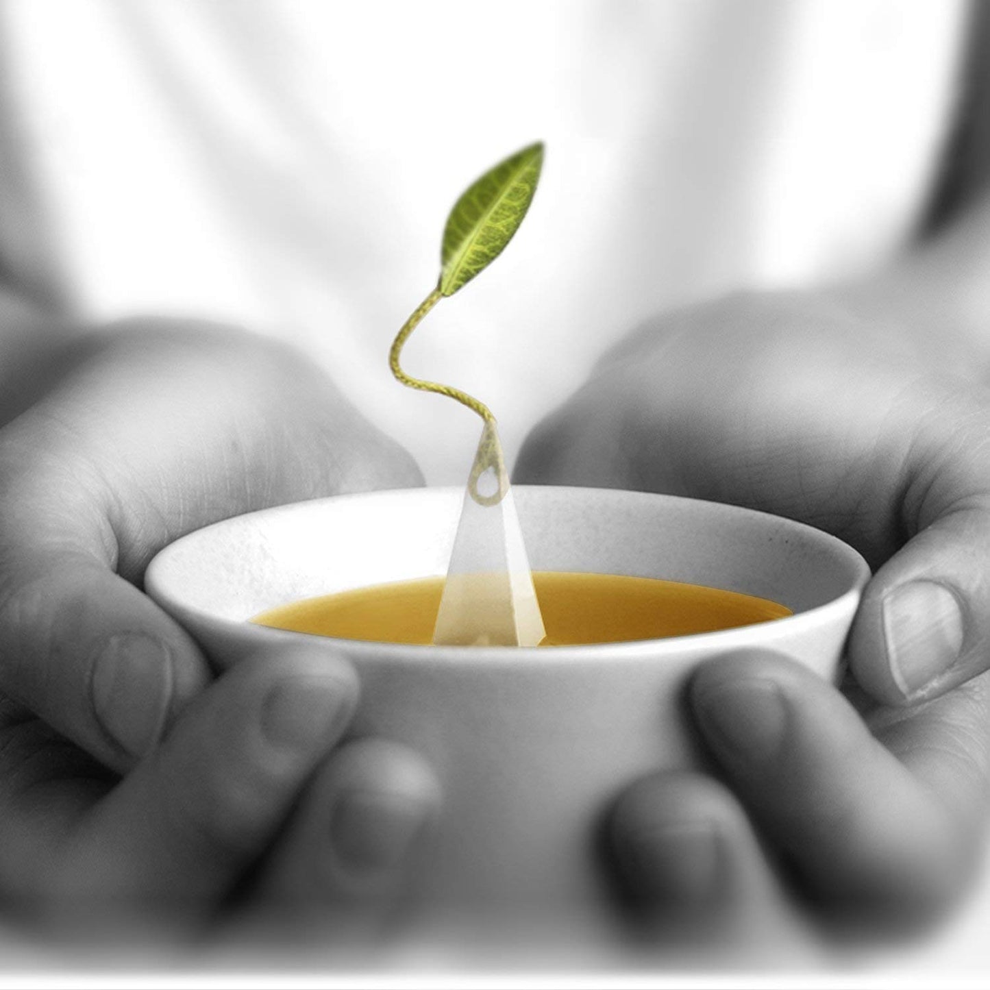 Tea Forte Sencha Green Tea Event Box, Bulk Pack of 48 Pyramid Infuser Tea Sachets for All Occasions