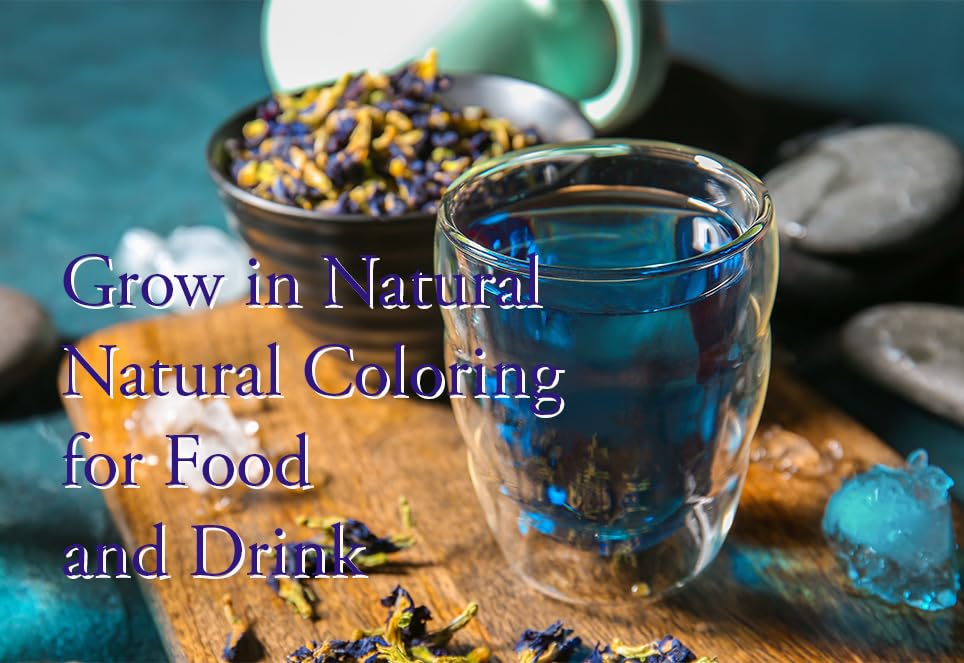 Butterfly Pea Flower Tea Clitoria ternatea, blue butterfly pea flower dried Herb Tea 100 grams