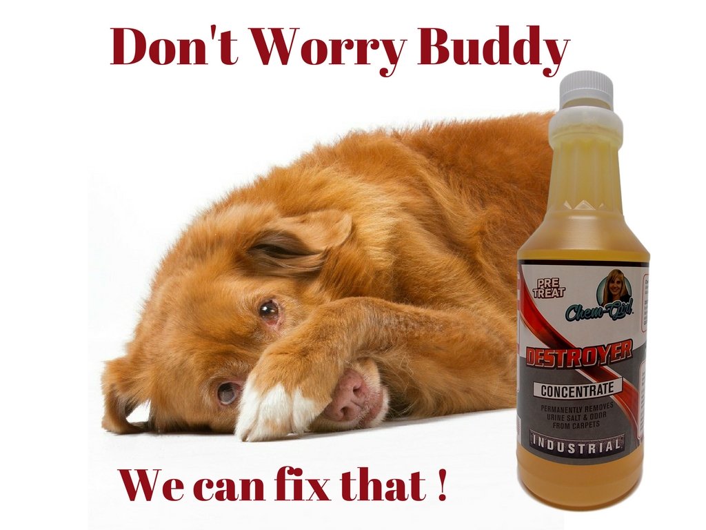 DESTROYER - Best Permanent Urine Stain and Odor Remover. No More Re-Marking. Dissolve and Neutralize the Urine Salts. Spot and Stain Gone for Good.