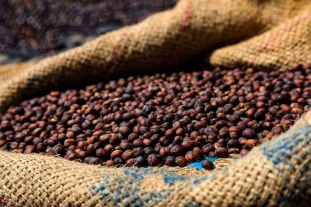 Super High Caffeine | Double Caffeine | Organic | Strong Robusta | Fresh Roasted | Ground | 12oz 1-Pack