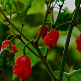 GranAroma Carolina Reaper Powder, 2.5 oz, Extremely Hot Powder, Fine Ground, Dips & Salsa