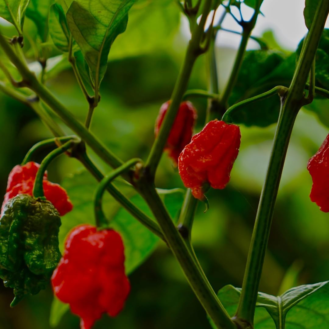 GranAroma Carolina Reaper Powder, 2.5 oz, Extremely Hot Powder, Fine Ground, Dips & Salsa