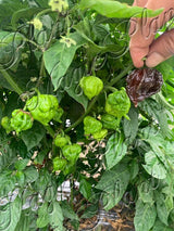 Chocolate Carolina Reaper Pepper Flakes by Magic Plant - 1 Lb Bulk - Extremely Hot Rare Chili Strain 2M SHUs |Fruity with Smoky Hints| Fiery Kick