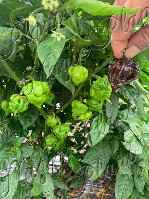 Chocolate Carolina Reaper Pepper Flakes by Magic Plant - 1 Lb Bulk - Extremely Hot Rare Chili Strain 2M SHUs |Fruity with Smoky Hints| Fiery Kick