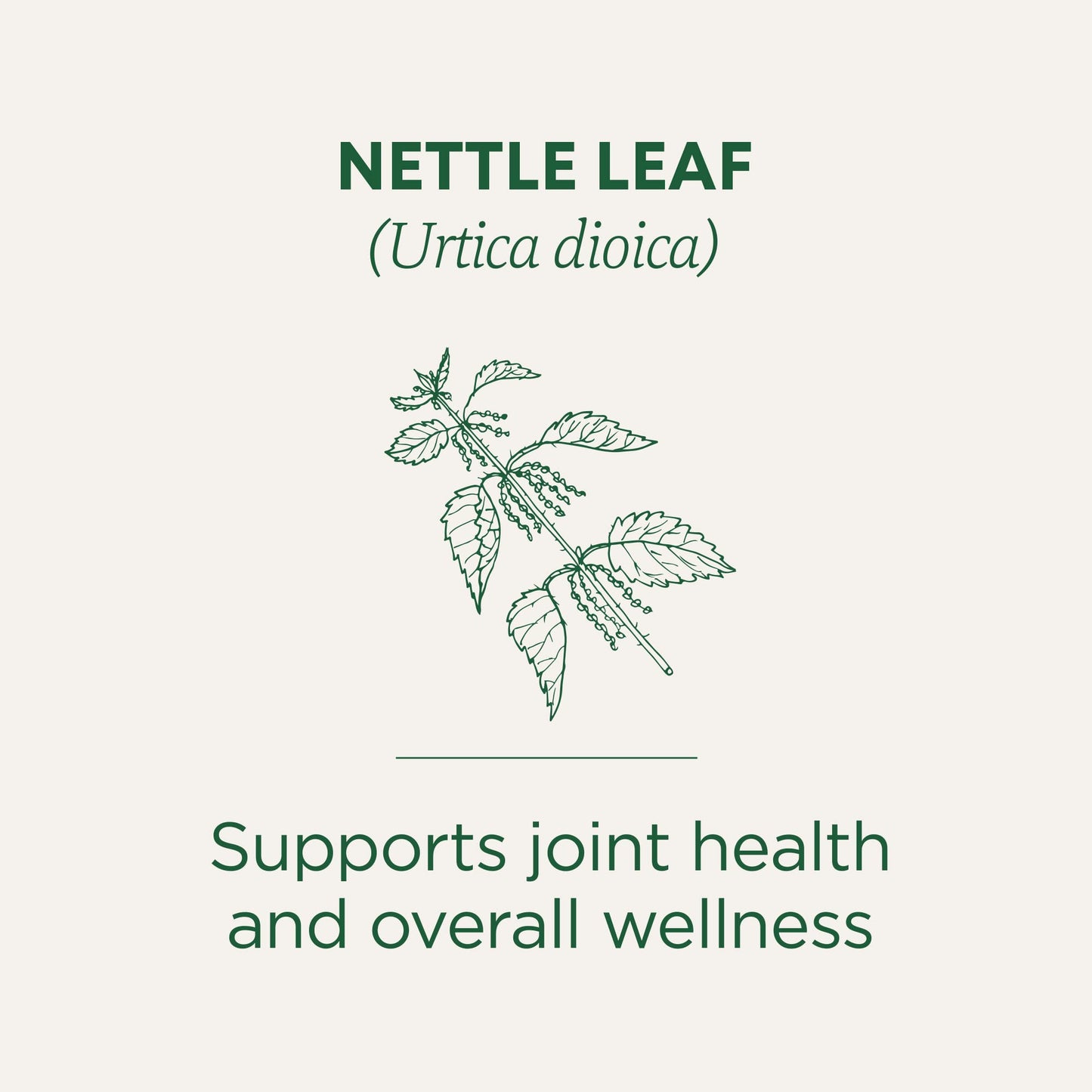 Traditional Medicinals Organic, Nettle Tea - Supports Joint Health & Overall Wellness with Stinging Nettle - Kosher, Non-GMO, Caffeine-Free