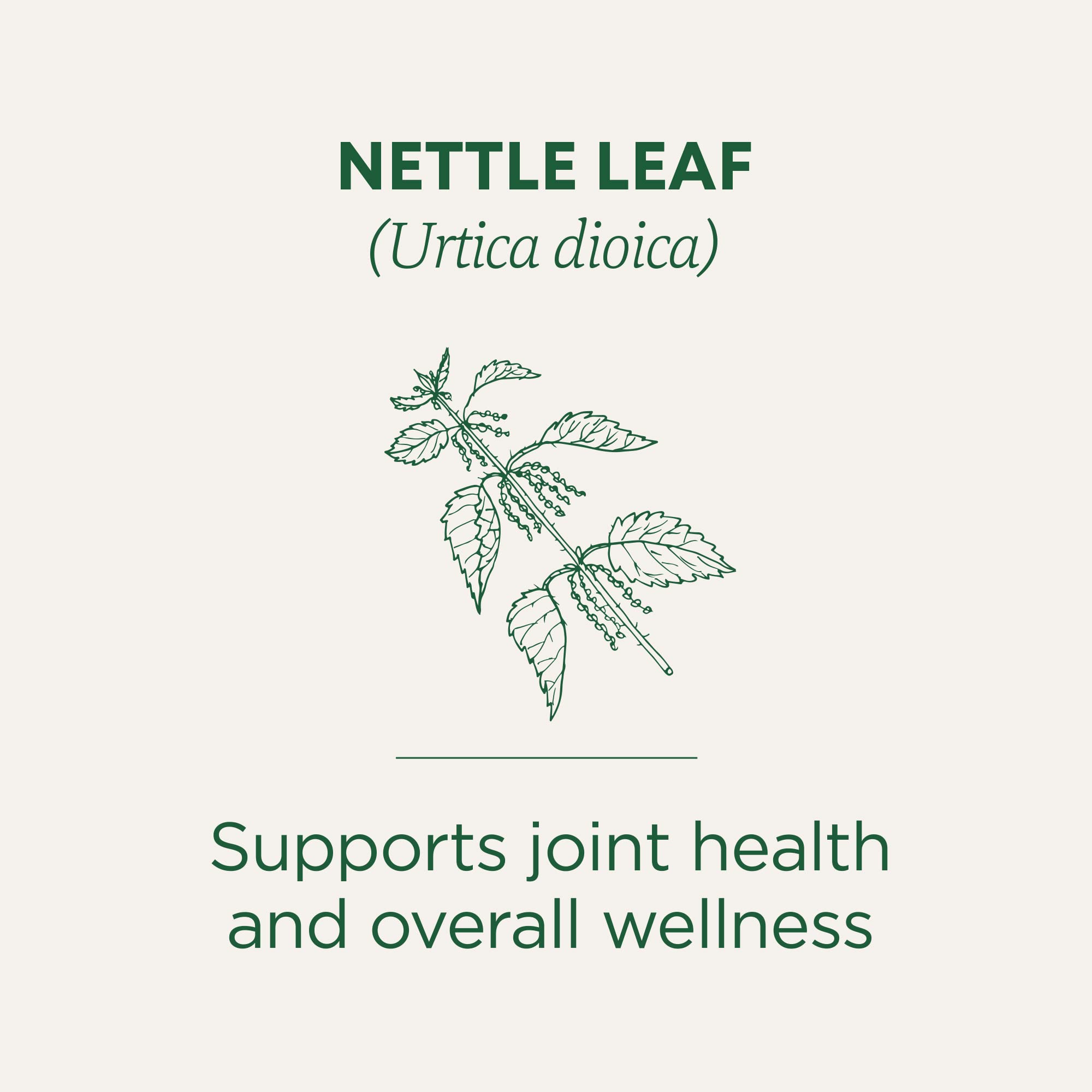 Traditional Medicinals Organic, Nettle Tea - Supports Joint Health & Overall Wellness with Stinging Nettle - Kosher, Non-GMO, Caffeine-Free