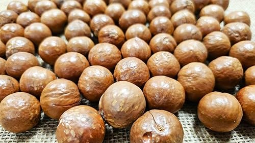 Macadamia Nuts - In shell (whole) Medium size (5 LB)
