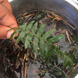 Generic Kalawalla Herb | Calaguala | Polypodium Sp. | Wildcrafted in Jamaica, 1 Ounce (Pack of 1)