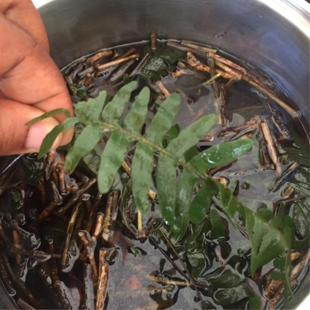 Generic Kalawalla Herb | Calaguala | Polypodium Sp. | Wildcrafted in Jamaica, 1 Ounce (Pack of 1)