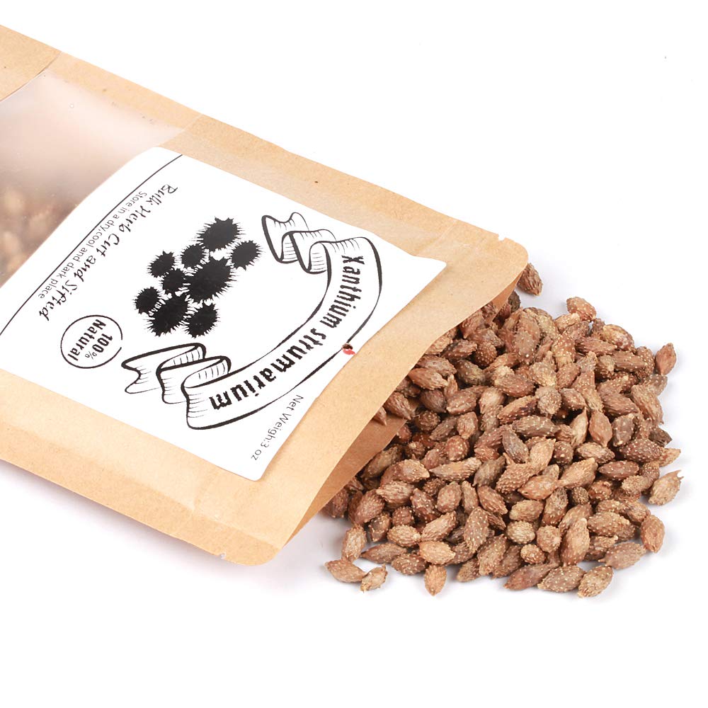 EidolonGreen Dried Xanthium Strumarium (Cocklebur/???/Cang Er Zi) Pods | Whole Loose Herbs for Botanical Reference, TCM Study & Craft Display | 3 Oz
