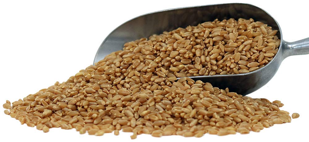 Organic Hard White Wheat Berries - 10lbs