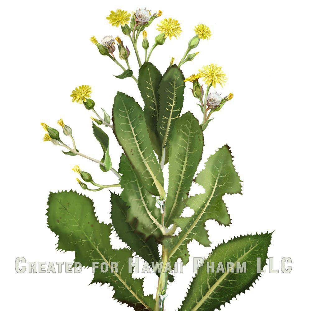 Hawaii Pharm Wild Lettuce Alcohol-Free Liquid Extract, Professional Grade, Small Batch Wild Lettuce (Lactuca Virosa) Dried Herb Glycerite 2 fl.oz