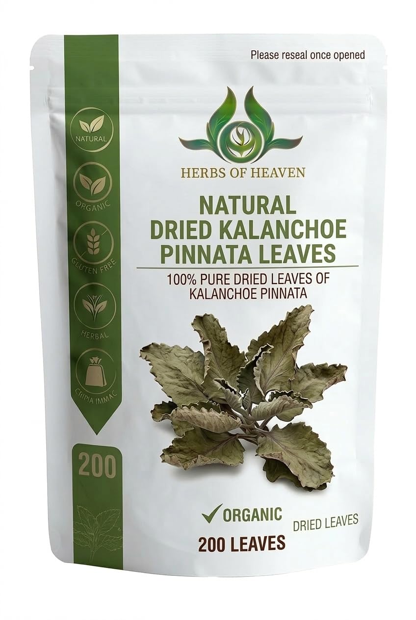 HERBS OF HEAVEN 200 Kalanchoe Pinnata Leaves Leaf Of Lives Miracale Plant Healthy Well Cleaned Dried Leaves Herbal Tea