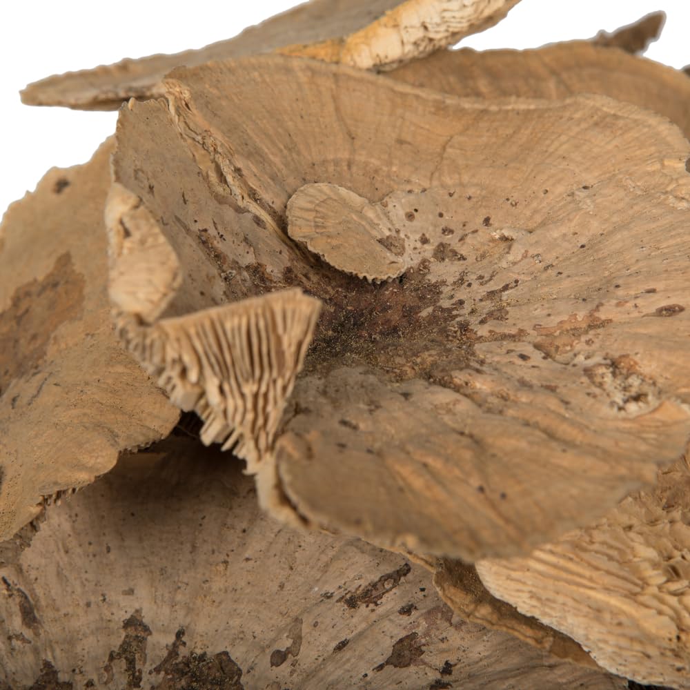 Vickerman Natural Botanicals 4"-6" Sponge Mushroom, Medium. Includes 50 Pieces per Pack.