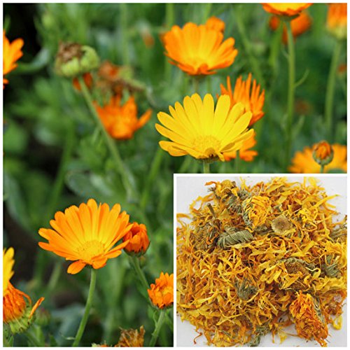 Calendula Flowers, 8oz, soap Making Supplies, Also for Herbal extracts, tinctures, teas, salves, Creams, lotions or Lip balms.