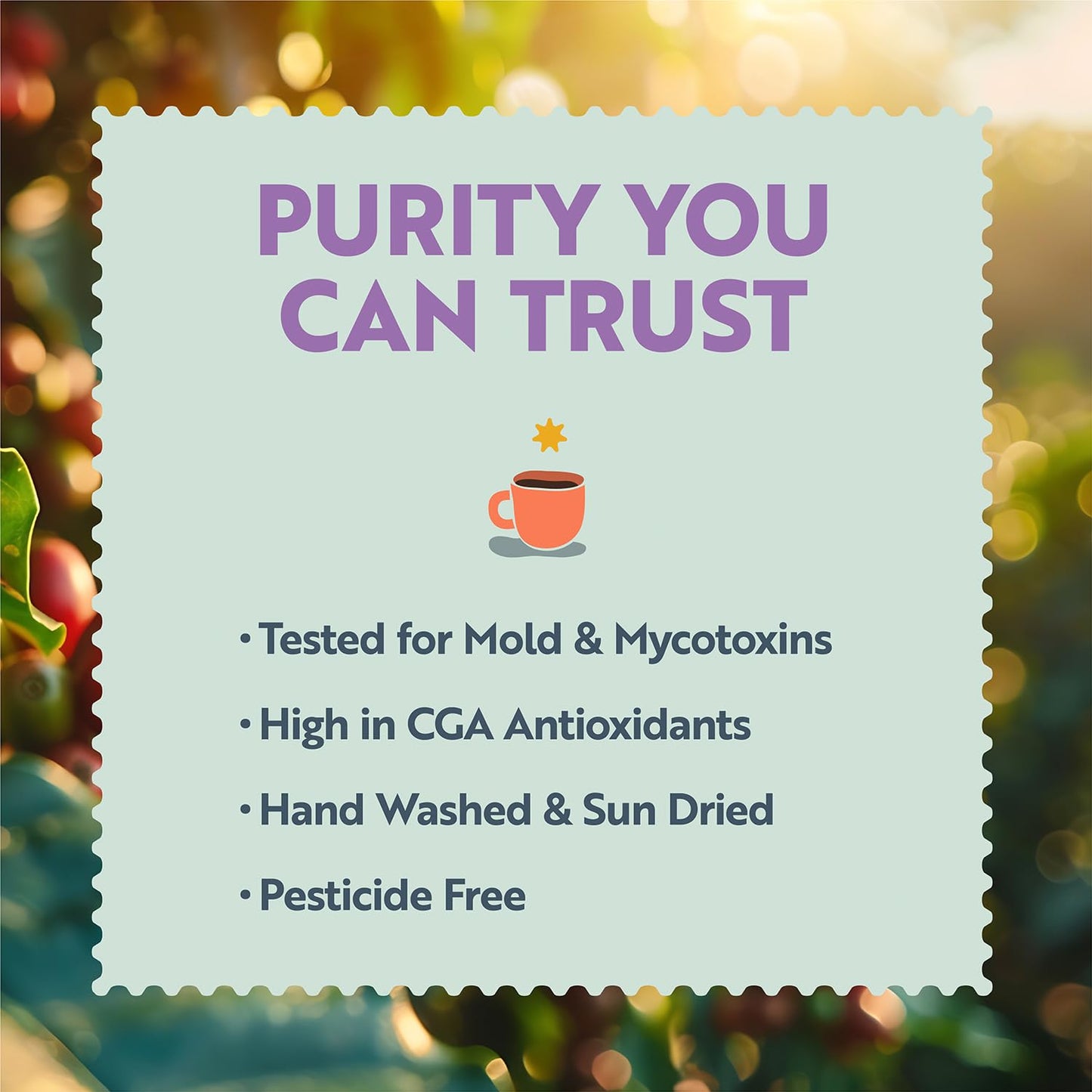 Clean Coffee Co. - Low Acid Medium Roast, Tested for Molds and Toxins, Costa Rica Blend, Notes of Milk Chocolate, Roasted Nuts, Toasted Malt (Whole