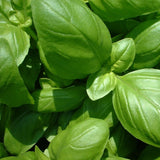 GranAroma Ground Basil, 13.2 oz, Peppery Flavor, Sauces & Dressings, Fine Ground