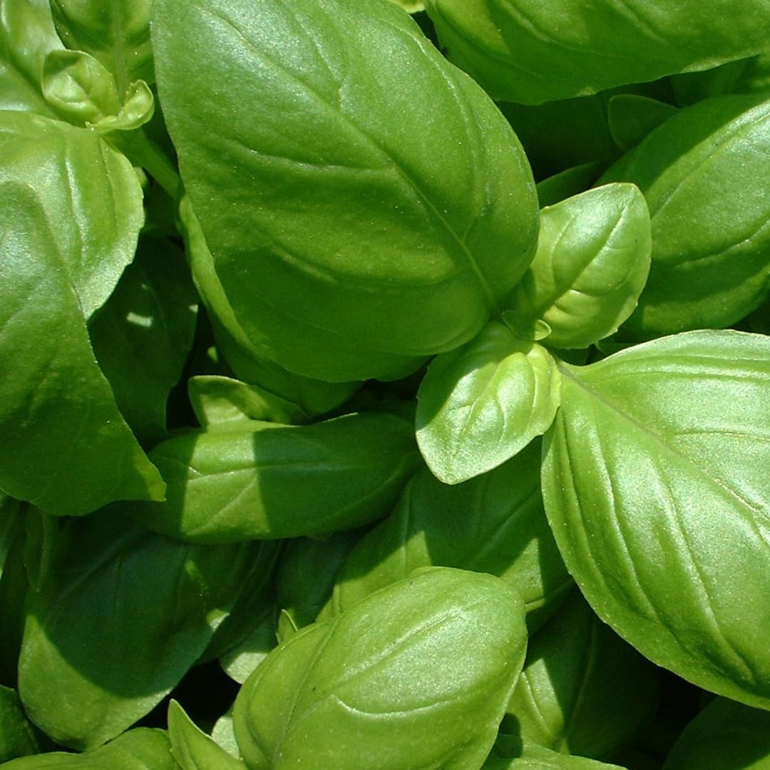 GranAroma Ground Basil, 13.2 oz, Peppery Flavor, Sauces & Dressings, Fine Ground