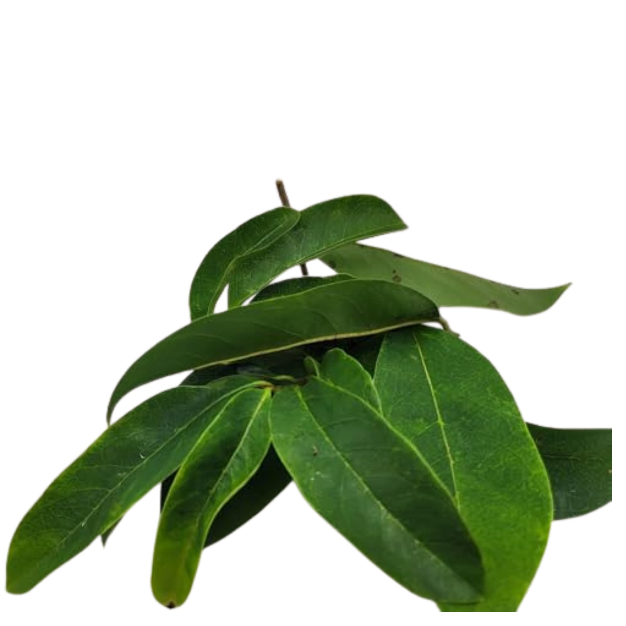 Organic Jamaican Soursop Leaf Tea - 2 Pack (2 x 1oz) - Handpicked Graviola Leaves - Bushtea-Dried Tea Leaves - 100% Natural Dried Soursop from Jamaica