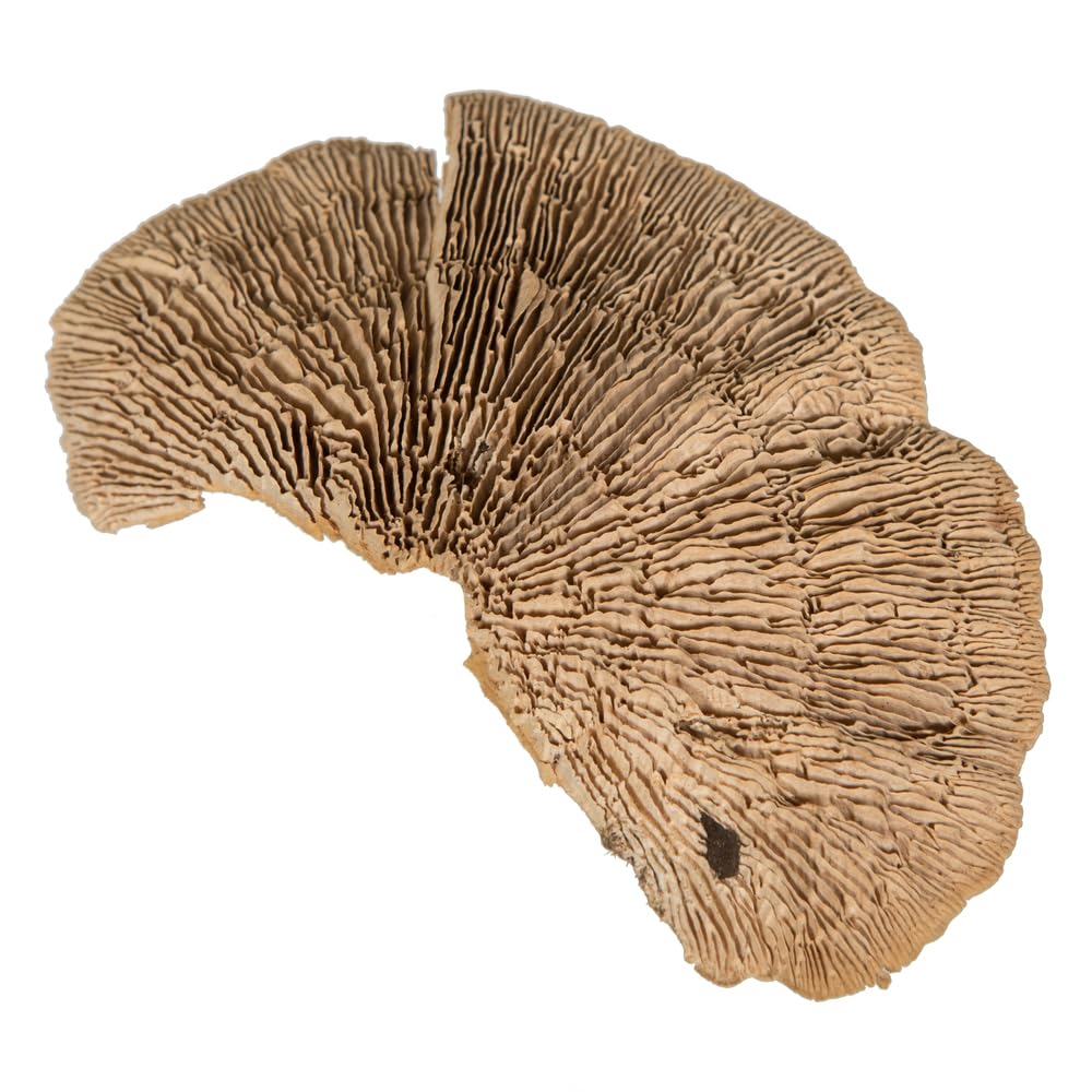 Vickerman Natural Botanicals 4"-6" Sponge Mushroom, Medium. Includes 50 Pieces per Pack.