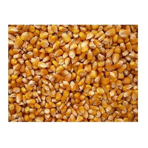 Bulk Grains 100% Organic Yellow Popcorn Bulk 5 Lbs