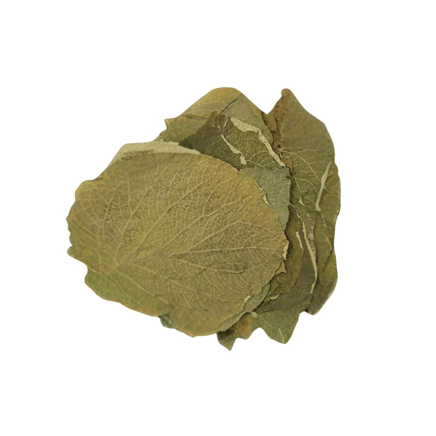 Hoja Santa Yerba Santa Leaf Leaves Herb Herbal Tea Mexican pepperleaf: 2 oz and 4 oz. (2 oz)