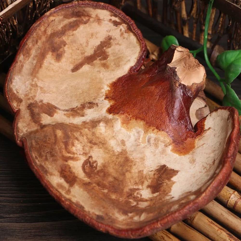 Dired Ganoderma Lucidum Lingzhi Ganoderma Lucidum Pieces Reishi Mushroom Slices,Ganoderma Mushroom (500 Grams /1.10 lbs)