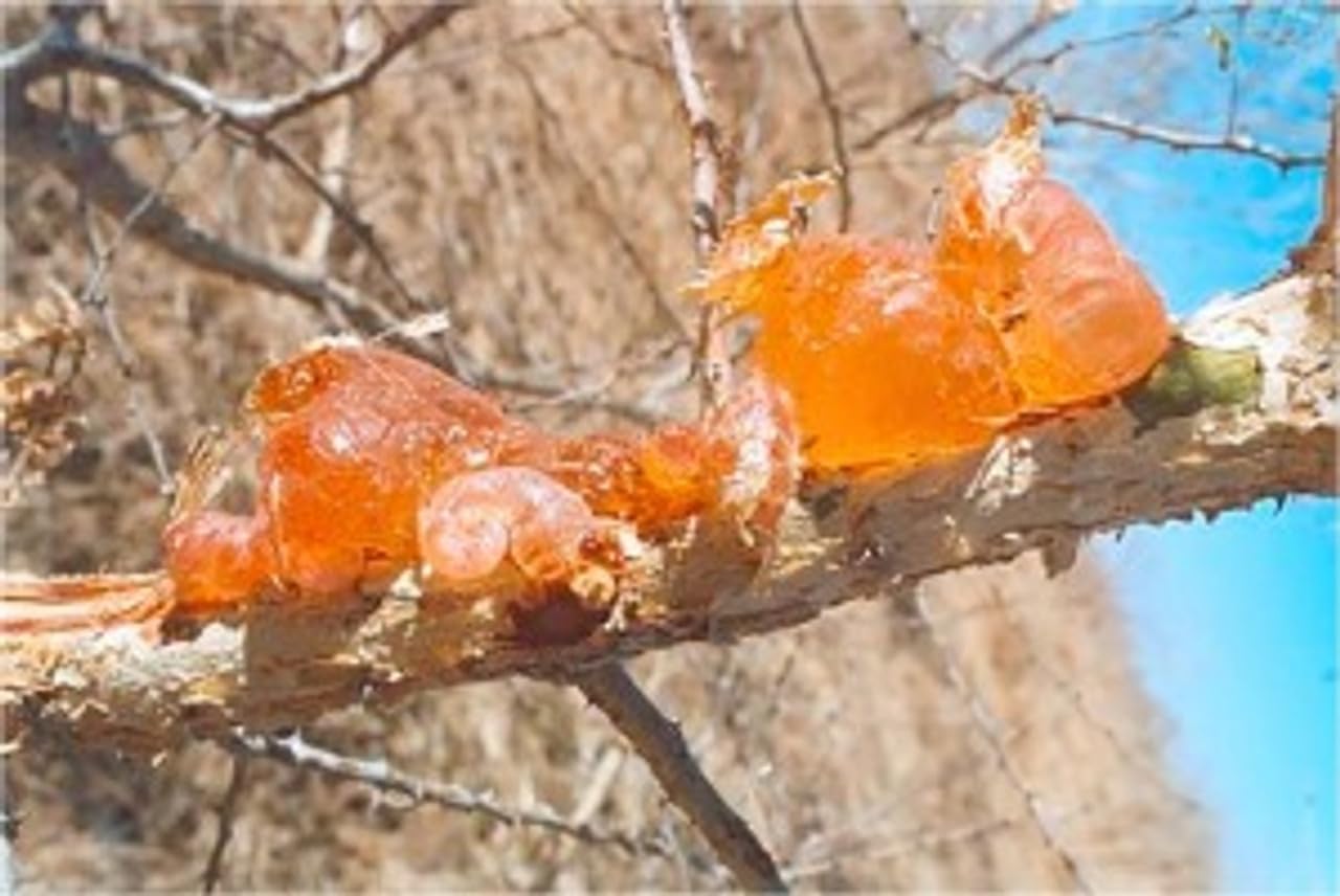 Gum Arabic Chunks - Premium Natural Acacia Resin - 100% Pure & Raw - For Crafts, DIY, Art, Incense Use - Non-GMO, No Additives - 8 oz (0.50 lb)