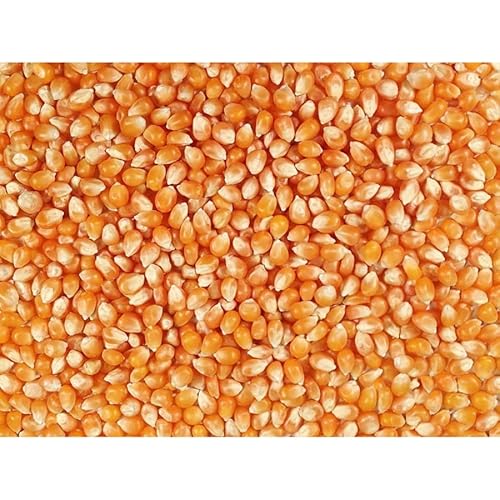 Grain Place Foods | Mushroom Popcorn Kernels | Pops in Ball Shape | Excellent as Kettle Corn or with Caramel | 2 lb Bag