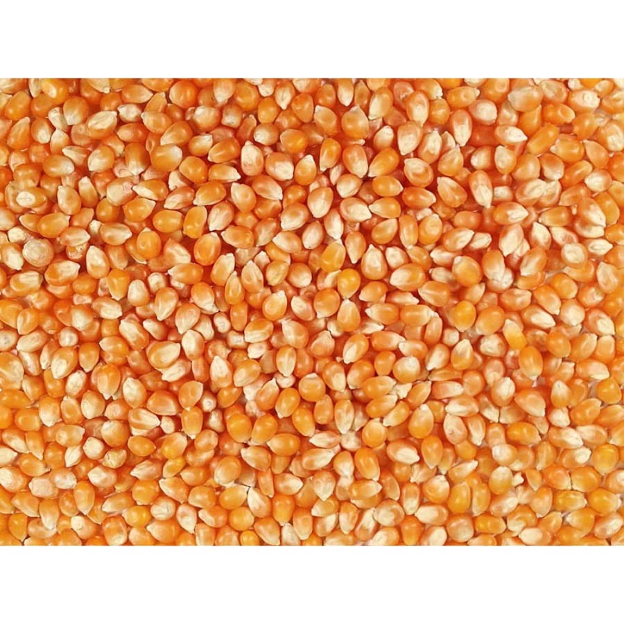 Grain Place Foods | Mushroom Popcorn Kernels | Pops in Ball Shape | Excellent as Kettle Corn or with Caramel | 2 lb Bag