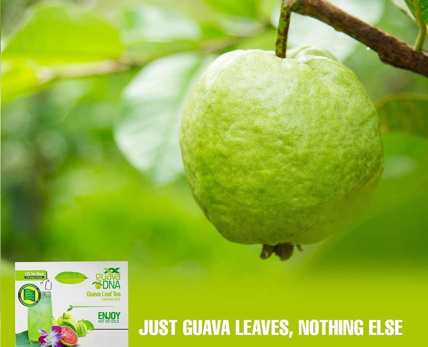 GuavaDNA Guava Leaf Tea Individually Wrapped Teabags by MATCHA DNA | 100% Pure Guava Leaves, Nothing Else Added (120 Teabags)