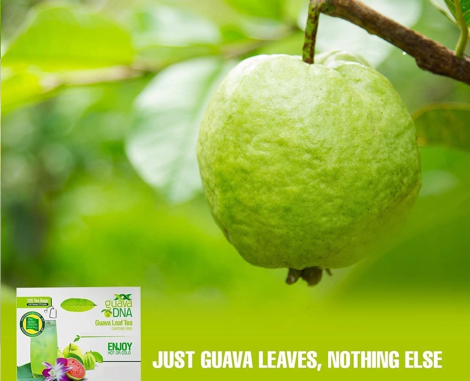 GuavaDNA Guava Leaf Tea Individually Wrapped Teabags by MATCHA DNA | 100% Pure Guava Leaves, Nothing Else Added (120 Teabags)