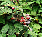 Organic Raspberry Leaf Cut & Sifted, by Herb Co, Rubus Idaeus, from Albania, Kosher, for Tea, Apple Cider Vinegar, Salves, Lotions, Creams, Toner