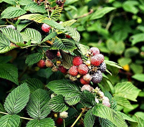 Organic Raspberry Leaf Cut & Sifted, by Herb Co, Rubus Idaeus, from Albania, Kosher, for Tea, Apple Cider Vinegar, Salves, Lotions, Creams, Toner