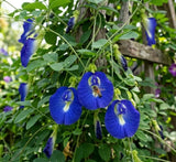 NatureSound Butterfly Pea Flower - "Anchan Tea" 1.2 oz.