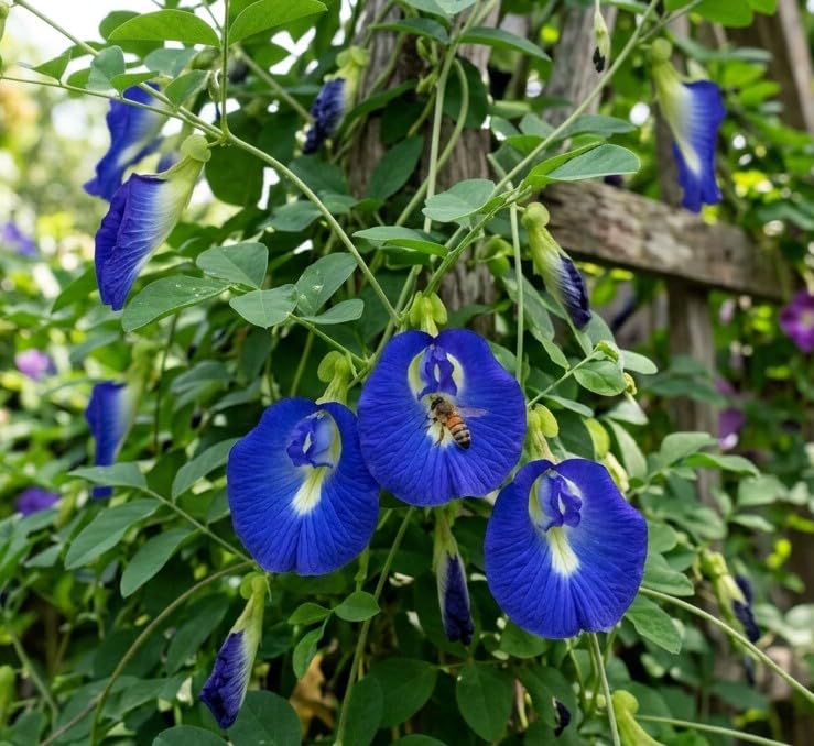 NatureSound Butterfly Pea Flower - "Anchan Tea" 1.2 oz.