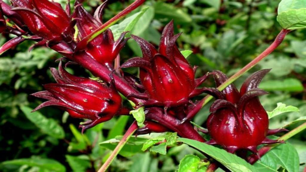 Jamaican Sorrel (Hibiscus Tea) 4oz - Dried Hibiscus Sabdariffa Flowers Loose Leaf | Caribbean Sorrel Drink | Caffeine Free Herbal Tea | Antioxidant
