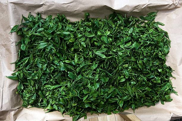 CLASSIC ASSAM GREEN TEA, Green Tea, Loose Leaf (250g/8.81oz)/100 Cups | Non-GMO, 100% Pure Organic Green Tea Leaves Sourced from Lush Brahmaputra