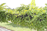 ISON'S SCUPPERNONG WHITE JUICE